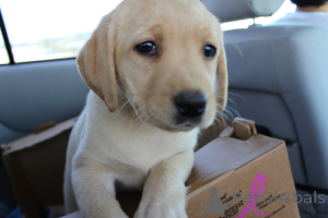 Photo №2 de l'annonce № 168427 de la vente labrador retriever - acheter à Suède annonce privée, éleveur