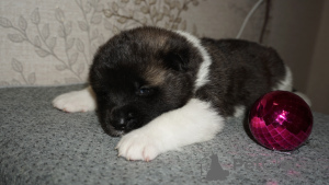 Photo №2 de l'annonce № 9593 de la vente akita (chien) - acheter à Fédération de Russie de la fourrière