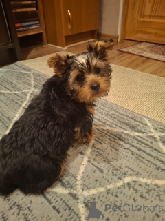 Photo №3. Fille du Yorkshire Terrier. Estonie
