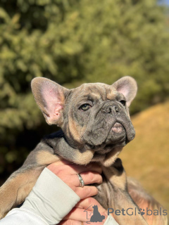 Photo №1. bouledogue - à vendre en ville de Innsbruck | négocié | Annonce №161460