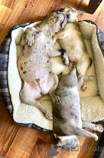 Photo №2 de l'annonce № 159562 de la vente chien bâtard - acheter à Allemagne annonce privée