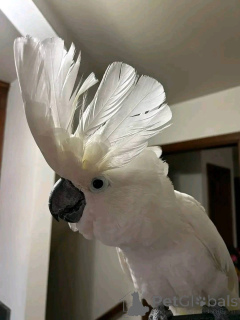 Photo №4. Je vais vendre  en ville de Apatites.  - prix - négocié