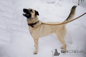 Photo №2 de l'annonce № 99450 de la vente chien bâtard - acheter à Fédération de Russie annonce privée