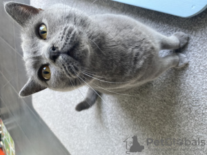 Photo №4. Je vais vendre british shorthair en ville de Deerlijk. annonce privée - prix - 500€