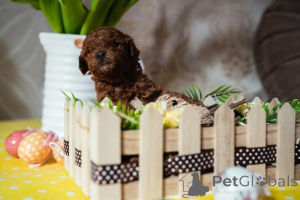 Photo №2 de l'annonce № 138765 de la vente caniche (jouet) - acheter à Serbie éleveur