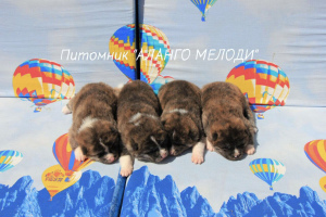 Photo №1. akita (chien) - à vendre en ville de Slutsk | Négocié | Annonce №2925