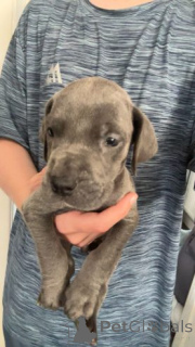 Photo №1. dogue allemand - à vendre en ville de Schöneiche | 580€ | Annonce №175104