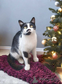 Photo №1.  - à vendre en ville de Rivière moscou | Gratuit | Annonce № 161657