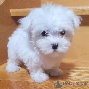 Photo №2 de l'annonce № 168155 de la vente bichon maltais - acheter à L'Autriche annonce privée