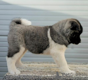 Photos supplémentaires: Akita américain, chiots aux excellentes caractéristiques