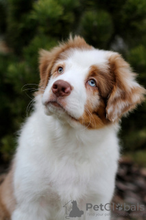 Photo №4. Je vais vendre bouvier australien en ville de Minsk. de la fourrière - prix - négocié