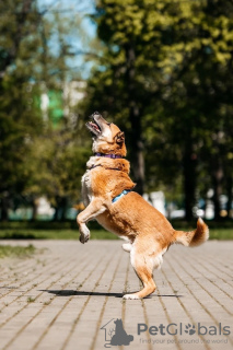 Photos supplémentaires: Le gentil chien Shamub cherche une famille !