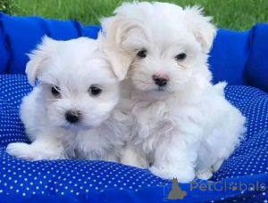 Photo №1. bichon maltais - à vendre en ville de Hannover | négocié | Annonce №175169