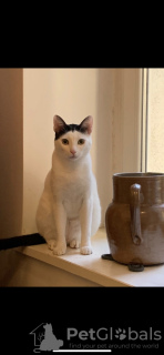 Photo №3. Arabian Mau, 1 an, extrêmement sympathique. Allemagne