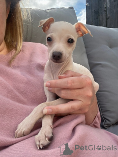 Photo №1. petit lévrier italien - à vendre en ville de Région Hanovre | négocié | Annonce №154046