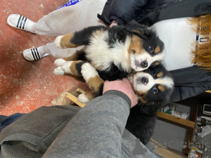 Photo №3. Chiots bouviers bernois. Espagne