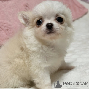 Photo №4. Je vais vendre chihuahua en ville de Dassia. éleveur - prix - 250€