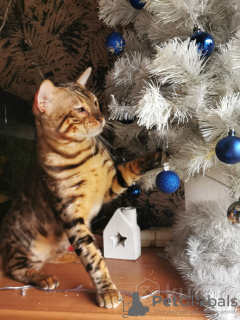 Photo №2. Service d'accouplement bengal. Prix - négocié