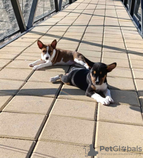 Photo №4. Je vais vendre basenji en ville de Vladičin Han. éleveur - prix - négocié