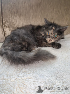 Photo №1. maine coon - à vendre en ville de Achaern | 380€ | Annonce № 176168
