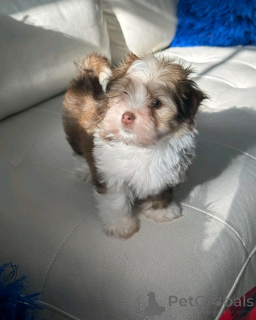 Photo №1. bichon havanais - à vendre en ville de Berlin | 500€ | Annonce №137952