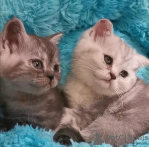 Photo №4. Je vais vendre scottish fold en ville de Indianapolis. éleveur - prix - 284€