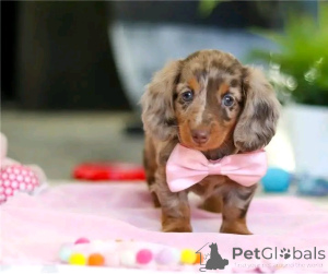 Photo №2 de l'annonce № 164807 de la vente teckel - acheter à Allemagne annonce privée, de l'abri