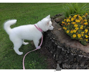 Photo №1. husky de sibérie - à vendre en ville de Cuxhaven | négocié | Annonce №164790