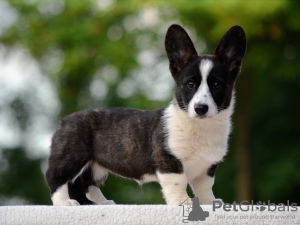 Photo №3. Welsh Corgi Cardigan chiot FCI. Hongrie