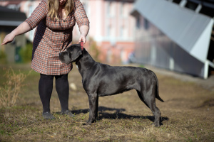 Photo №1. cane corso - à vendre en ville de Izhevsk | 716€ | Annonce №2979