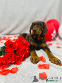 Photo №4. Je vais vendre dobermann en ville de Varsovie. éleveur - prix - Gratuit