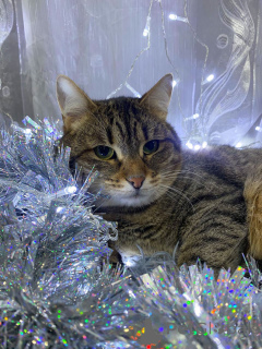 Photo №1.  - à vendre en ville de Rivière moscou | Gratuit | Annonce № 160730