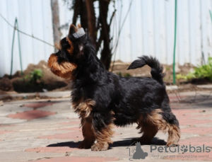 Photo №3. Yorkshire Terrier. Allemagne