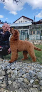 Photo №4. Je vais vendre caniche royale en ville de Velingrad.  - prix - 1500€