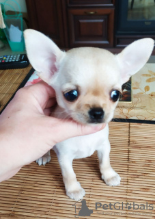 Photo №1. chihuahua - à vendre en ville de New york | 473€ | Annonce №104171