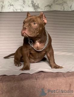 Photo №3. Chiots Micro exotiques American Bully. Serbie