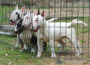 Photos supplémentaires: Mini-bull terriers