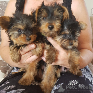 Photo №4. Je vais vendre yorkshire terrier en ville de Fleurus. annonce privée, éleveur - prix - 650€