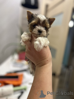 Photo №4. Je vais vendre yorkshire terrier en ville de Berlin. annonce privée, de l'abri - prix - 550€