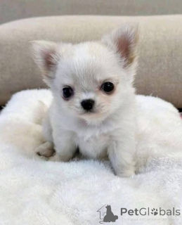 Photo №2 de l'annonce № 161366 de la vente  - acheter à Australie 