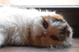 Photos supplémentaires: Chaton Scottish Fold/Highland Fold WCF