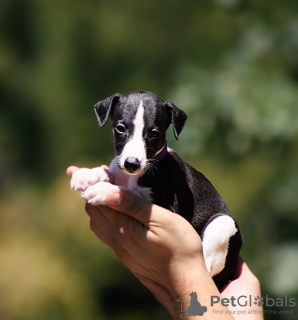 Photo №1. lévrier whippet - à vendre en ville de Belgrade | négocié | Annonce №112894