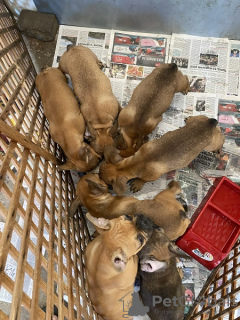 Photos supplémentaires: Chiots bouledogue français