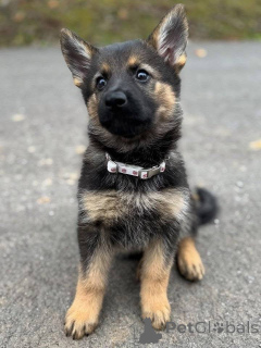 Photo №3. Chiots berger allemand à vendre Excellent tempérament et instinct de protection. Allemagne