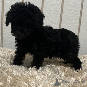 Photo №1. caniche (jouet) - à vendre en ville de Glasgow | 400€ | Annonce №163915