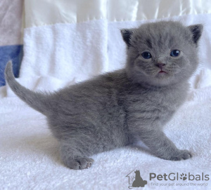 Photo №2 de l'annonce № 104279 de la vente british shorthair - acheter à Allemagne annonce privée