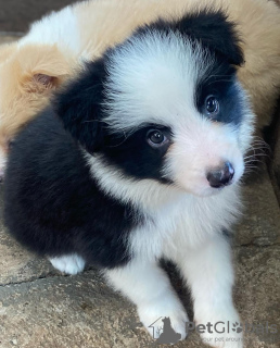 Photo №1. border collie - à vendre en ville de Berne | négocié | Annonce №123418