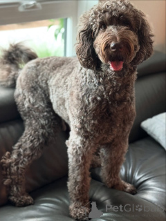 Photo №1. labradoodle - à vendre en ville de Espoo | 700€ | Annonce №157699