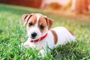 Photo №1. jack russell terrier - à vendre en ville de Brokdorf | négocié | Annonce №174704
