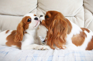 Photo №3. Cavalier King Charles Spaniel Chiots. Ukraine